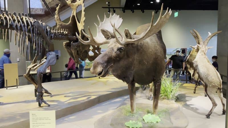 Perot Museum of Nature and Science (Dallas, TX)