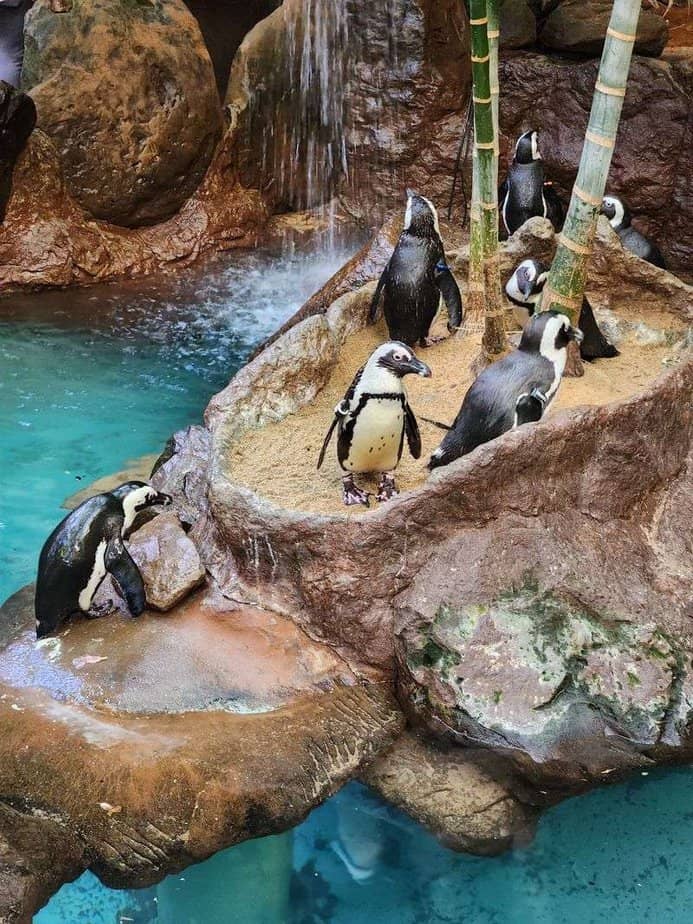 Dallas World Aquarium (Dallas, TX)