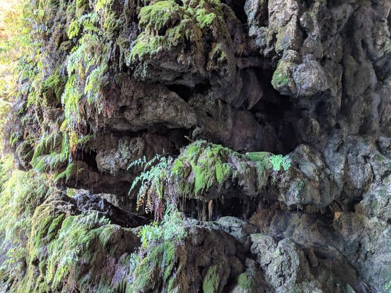 This Might Be Texas’ Most Instagrammable Place Textures Of Limestone And Ferns