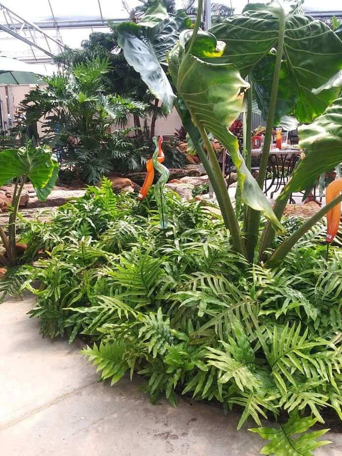 Greenhouse Ambiance and Koi Pond Magic