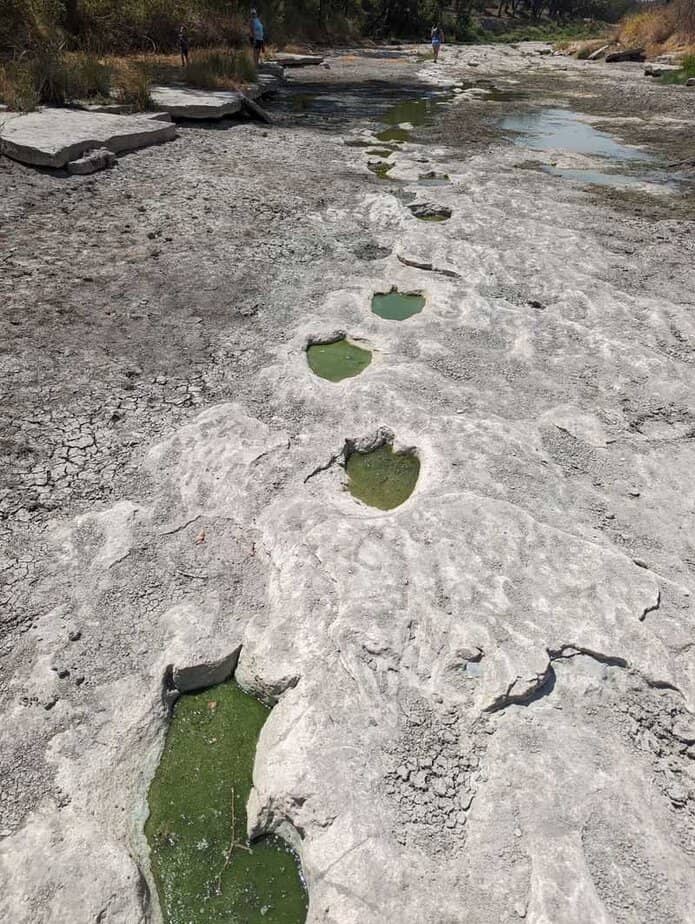 Yes, You Can Walk Where Dinosaurs Walked—Right Here in Texas Finding Real Dinosaur Tracks in the Paluxy River