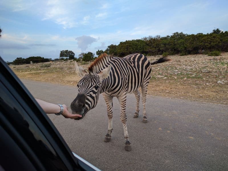 Zebra Close Encounters