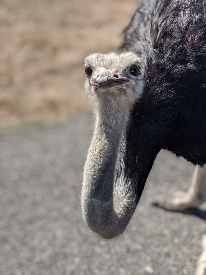 Ostrich Etiquette 101