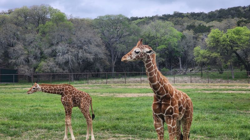 Walking Safari and Aviary