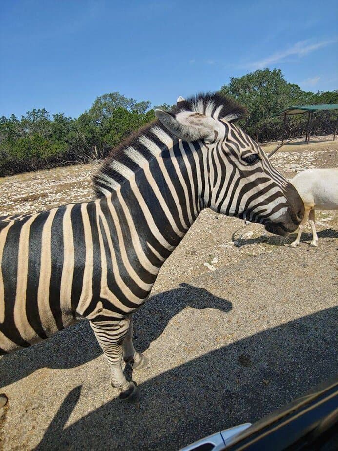 Feeding Strategy and Safety