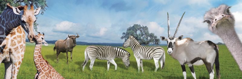 Drive Through Safari Essentials