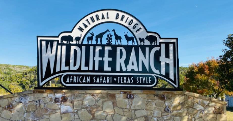 zebras and ostriches will literally stick their heads in your car at this texas ranch