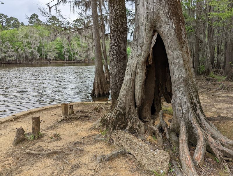 Caddo Lake State Park