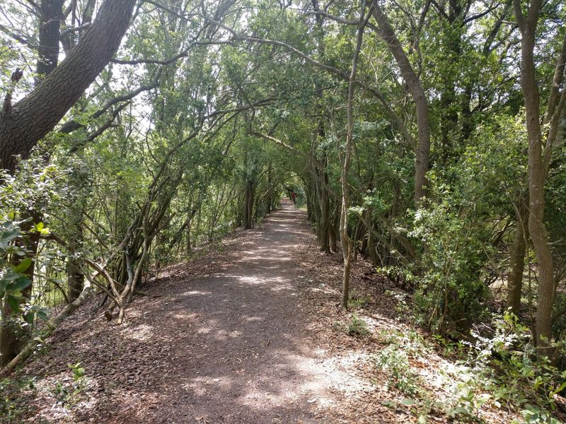5 Amazing Places in Texas to See Monarch Butterflies High Island Sanctuaries (Bolivar Peninsula / Upper Texas Coast)