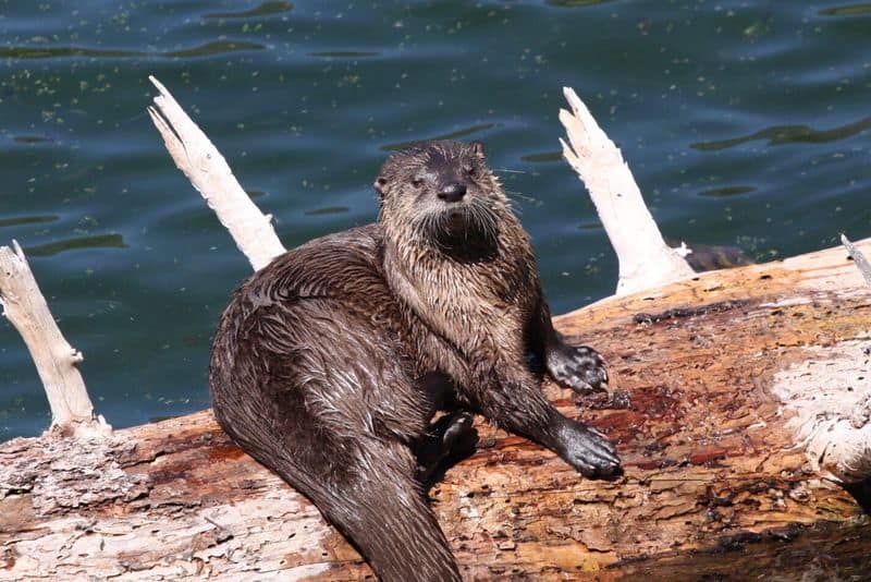 Tappan Lake (Tappan Lake Park)