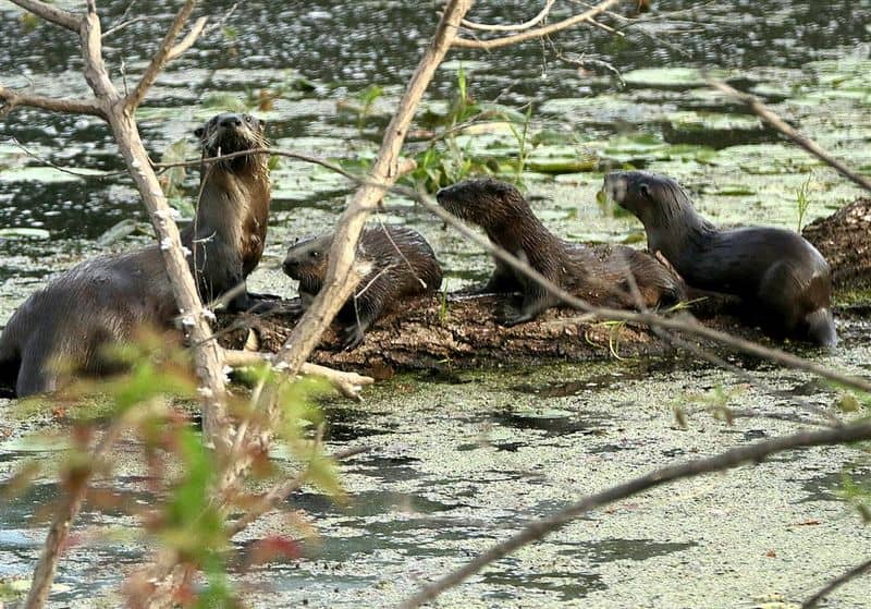 Old Woman Creek (Erie County)