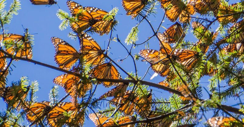 5 Amazing Places in Texas to See Monarch Butterflies