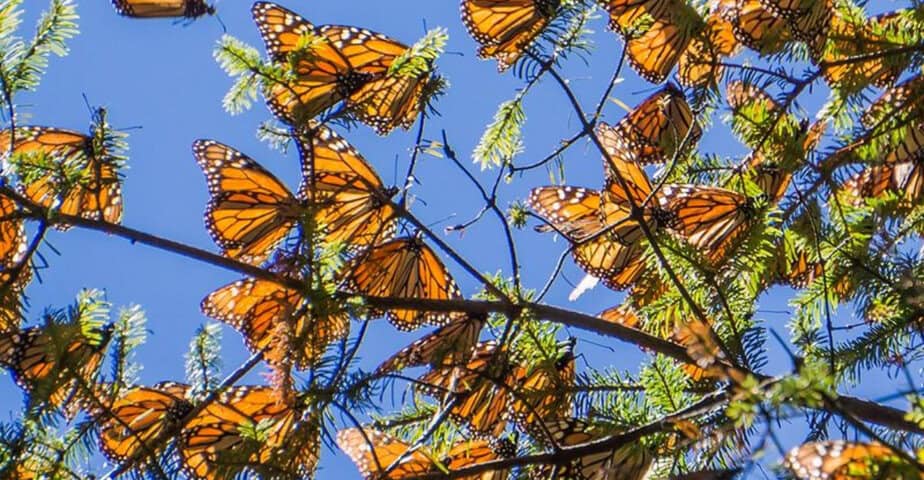 5 amazing places in texas to see monarch butterflies