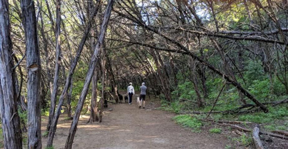 5 dog friendly hikes in texas your pup will absolutely love