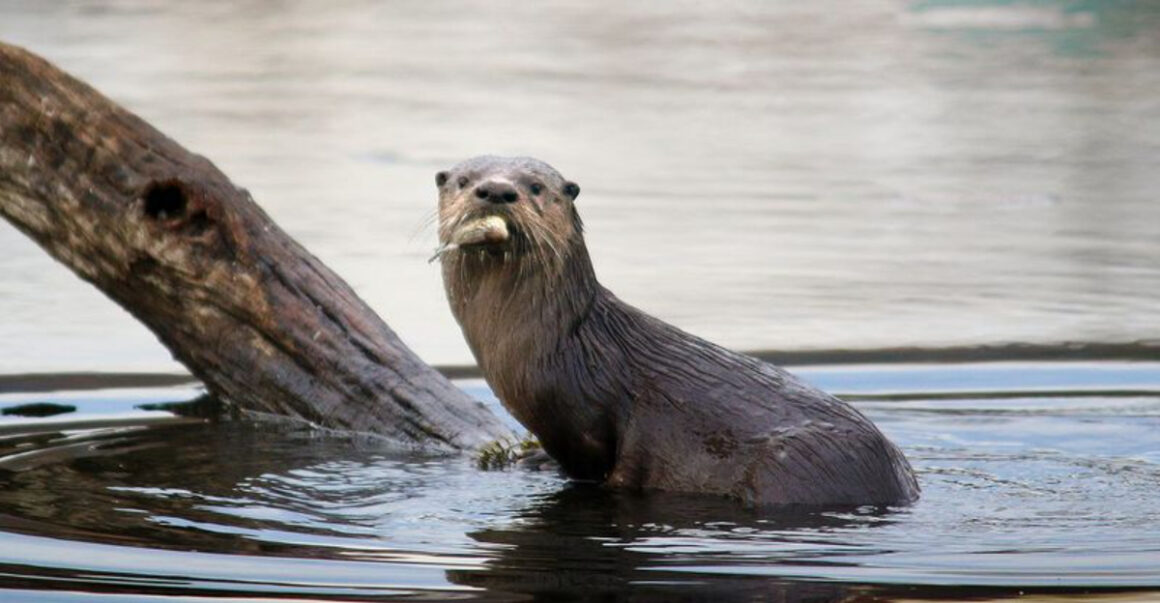 5 ohio lakes where river otters are making a comeback