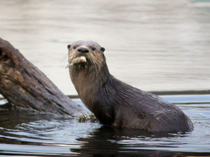 5 Ohio Wildlife Areas Where River Otters Are Rebounding