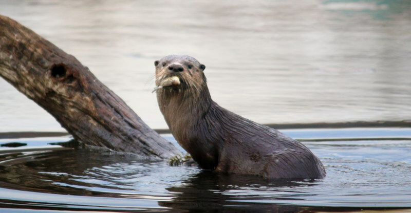 5 Ohio Wildlife Areas Where River Otters Are Rebounding