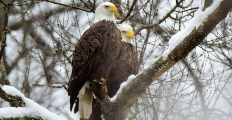 6 Prime Locations in Ohio to See Majestic Bald Eagles