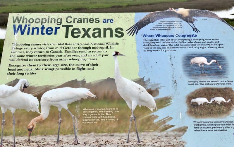 7 Places to See Whooping Cranes in Texas in February (Before They Migrate North) Aransas National Wildlife Refuge (Rockport area)