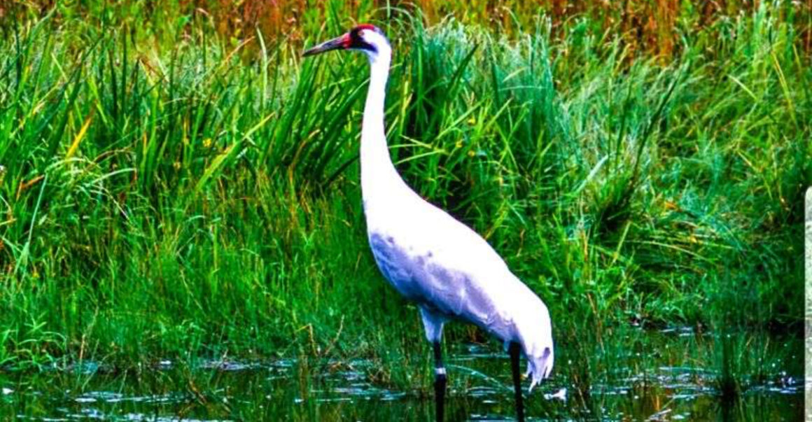7 places to see whooping cranes in texas in february before they migrate north