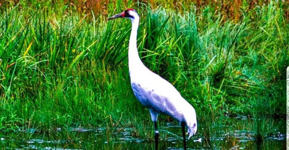 7 places to see whooping cranes in texas in february before they migrate north