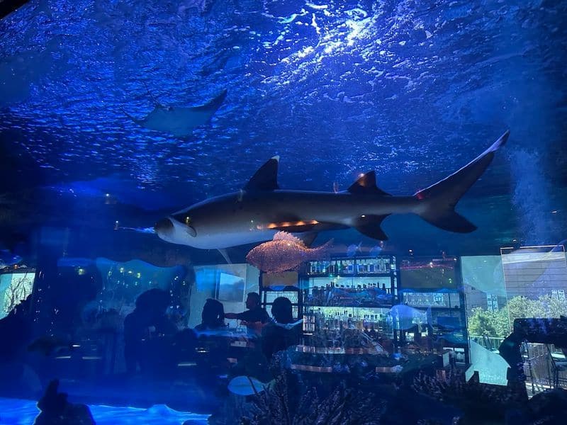 Dine With Sharks At This Incredible Underwater Restaurant In Houston Essential Details: Hours, Location, And Reservations