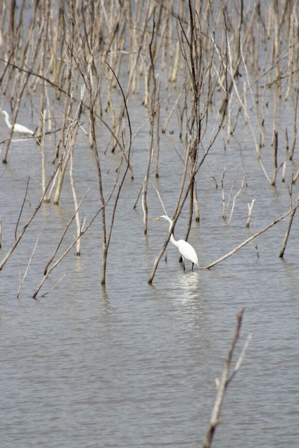 Bald Eagle and Hill Country Wildlife Spotting