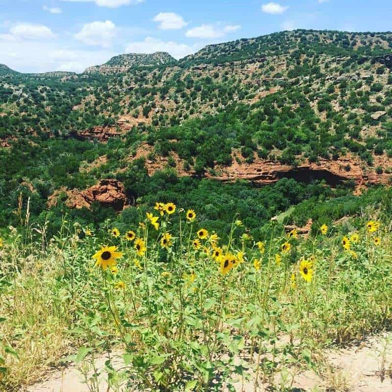 Wildflowers After Spring Rains