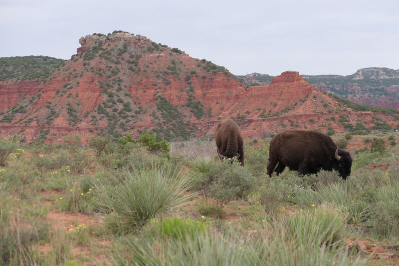 Meet the Texas State Bison Herd