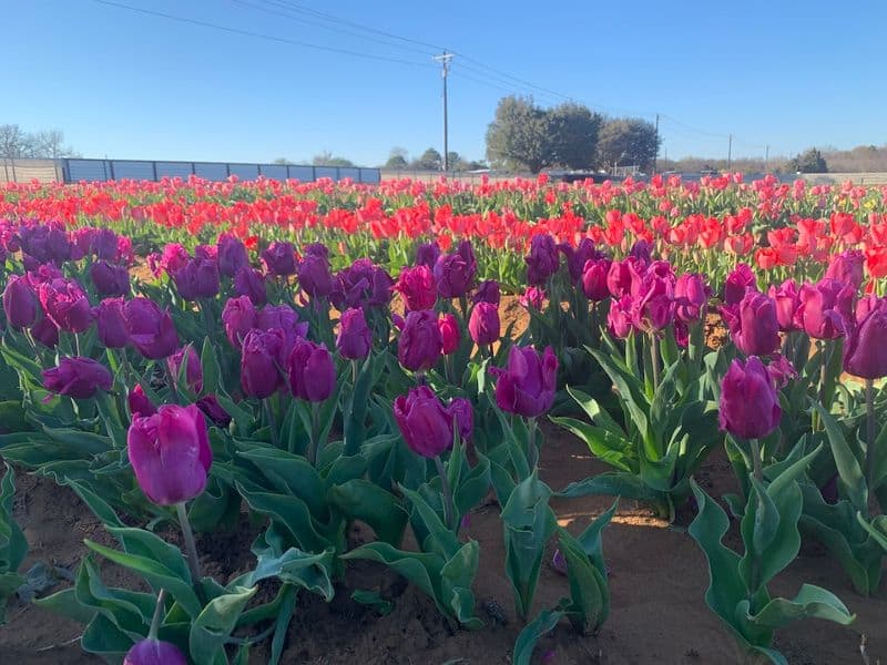 When It Is Worth the Drive