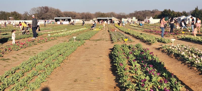 Navigating Crowds, Lines, and Weather