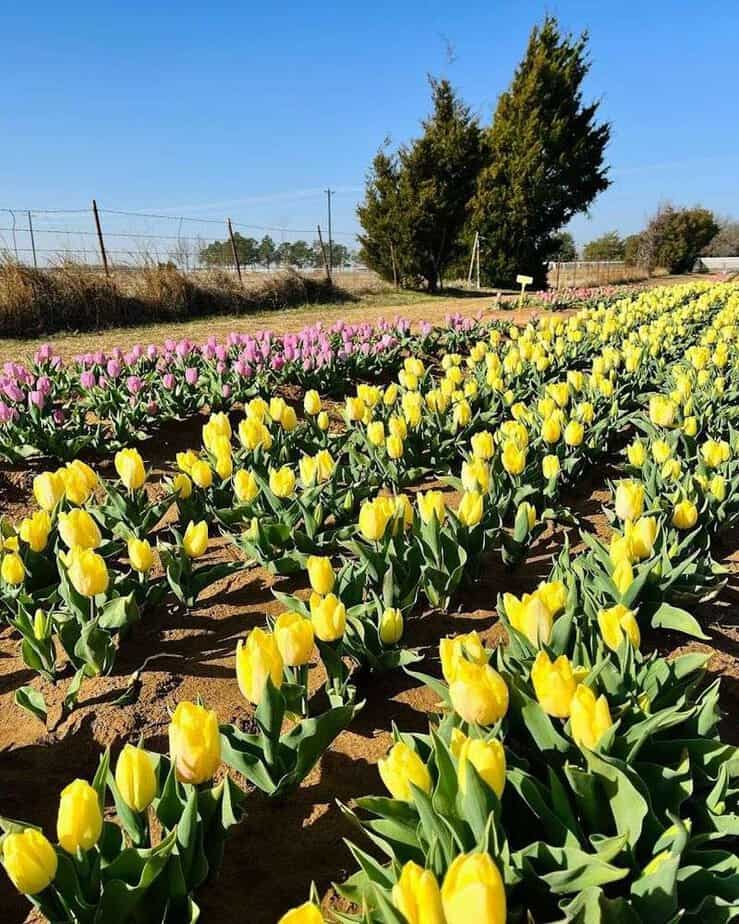 Essential Etiquette and Field Care