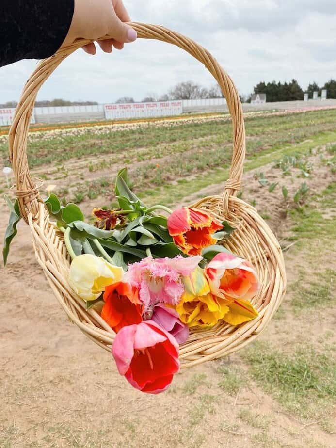 Planning Your Visit: Hours, Pricing, and Timing