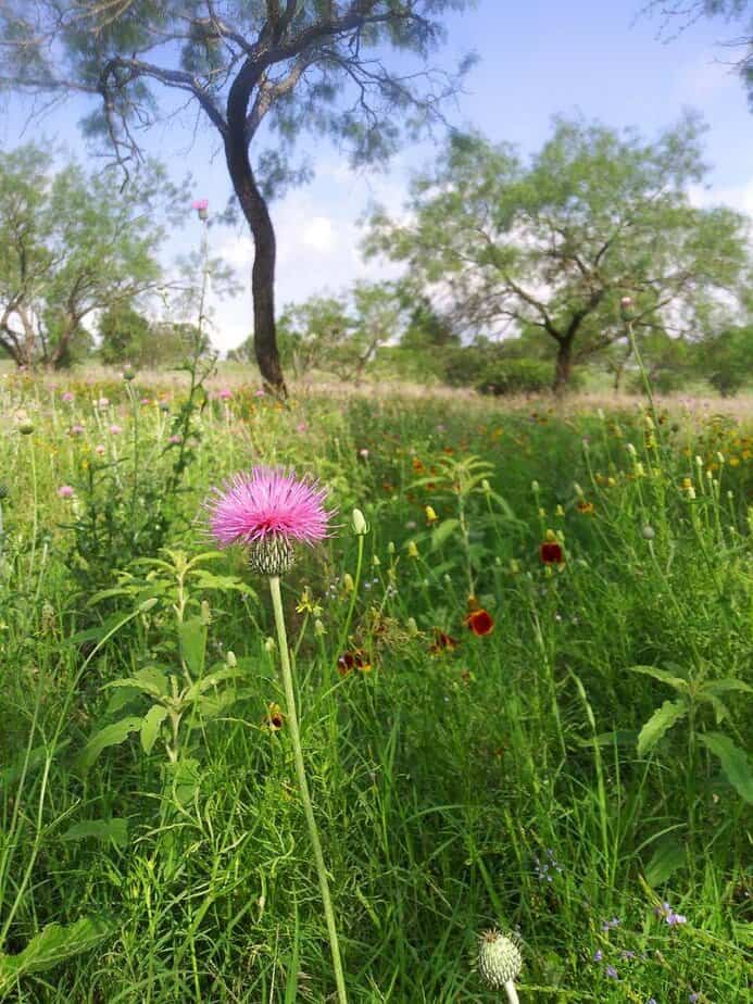 Muleshoe Bend Recreation Area (Spicewood)