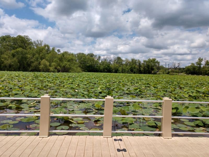 The Longest Floating Boardwalk in the U.S. Is in Texas and It’s Truly an Unforgettable Adventure Lotus, Lilies, And Seasonal Surprises