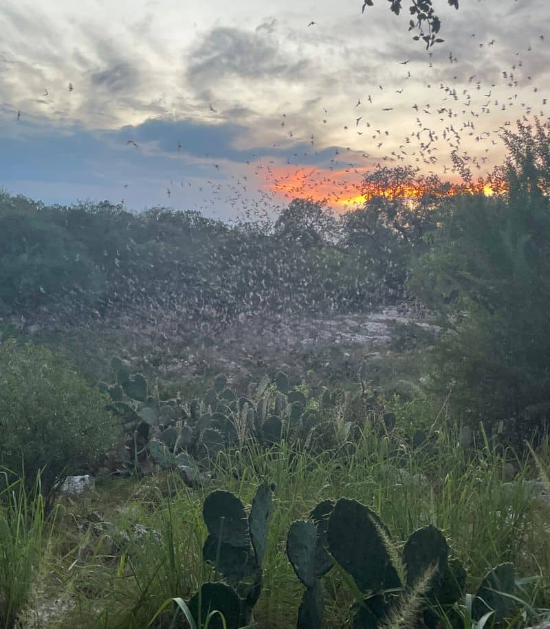 What You Will See And Hear