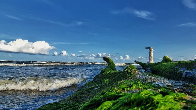 Birding Along The Coastal Marsh
