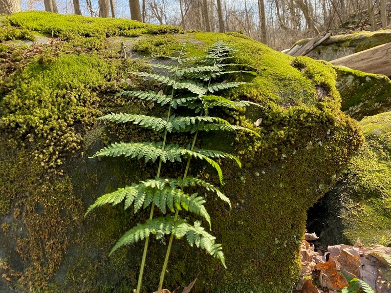 Moss, Texture, and Light