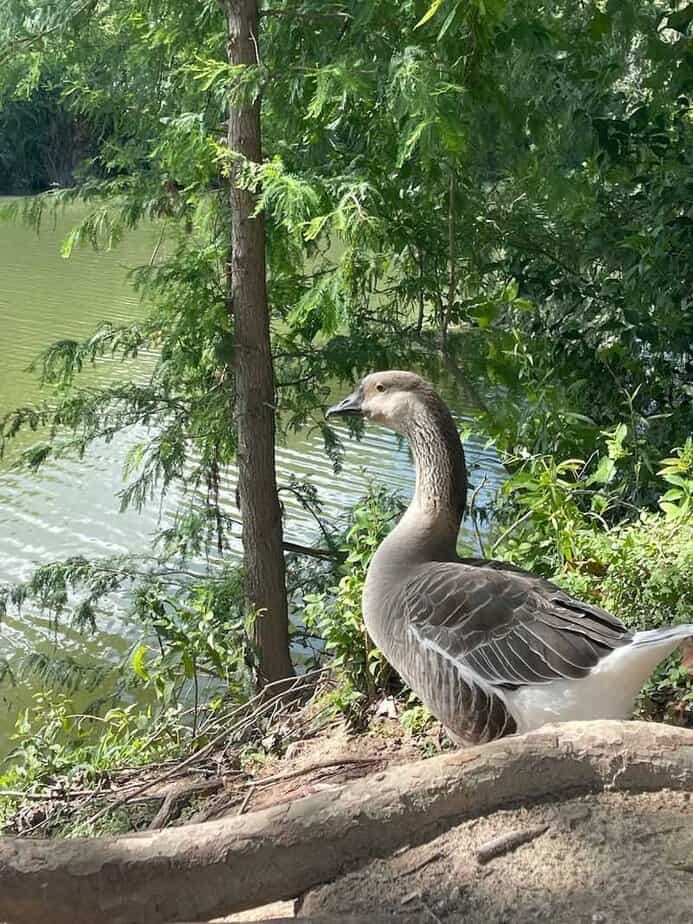 The Underrated Texas State Park Where $5 Gets You a Full Day of Swimming and Hiking Wildlife, Birding, and Nature Study