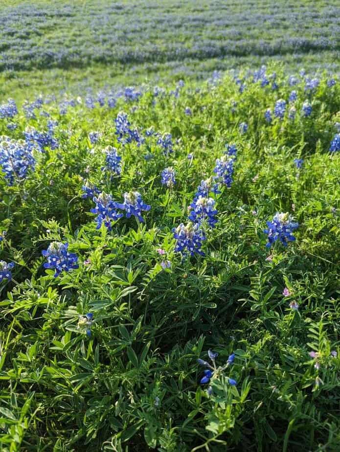 Bluebonnet Fields (Hill Country in spring)