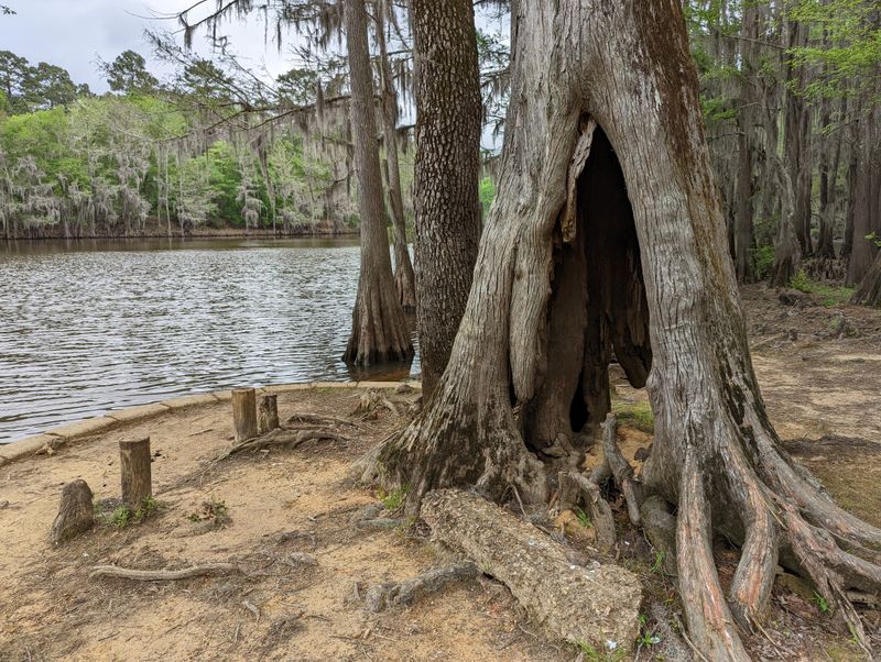 Caddo Lake State Park (Karnack)