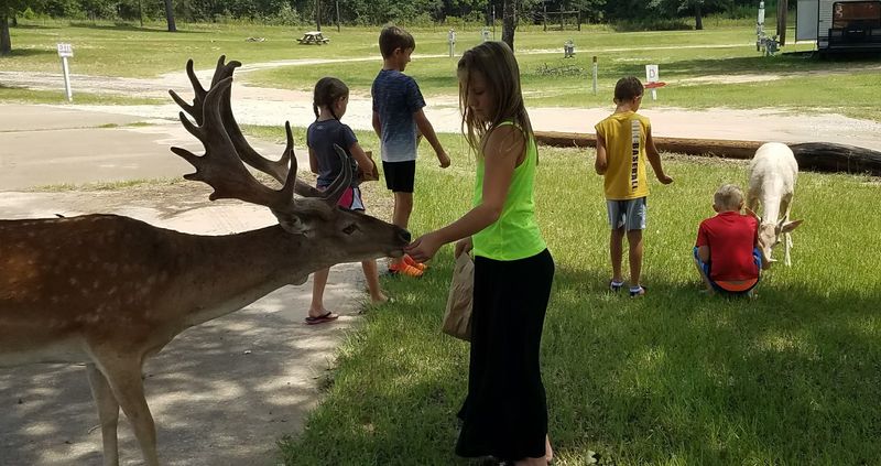 Wildlife Encounters and Deer Watching