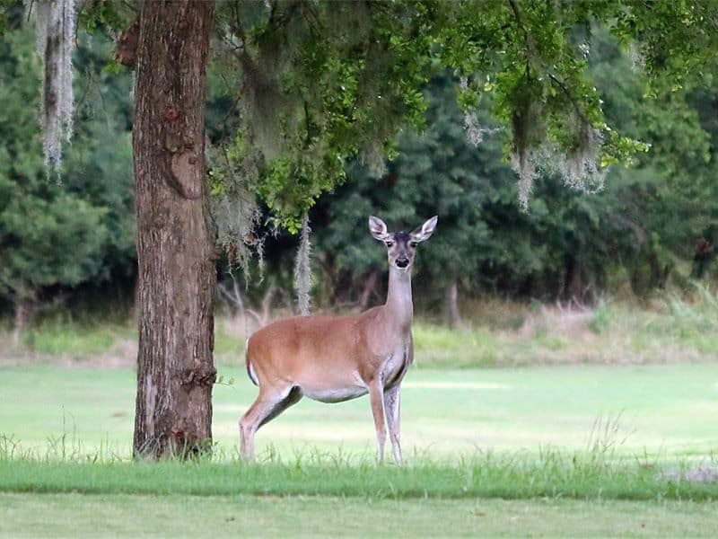 Wildlife Moments: Deer, Birds, And Fireflies