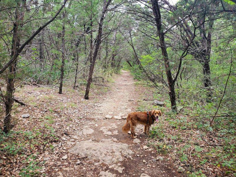 This Stunning 2.7-Mile Texas Hike Ends With Waterfalls And Wildflowers Parking, Safety, and Trail Etiquette