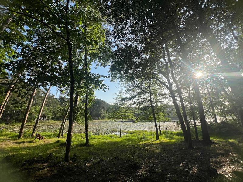 Picnic Under The Pines