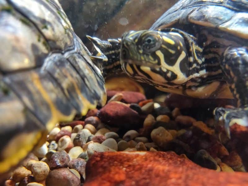 Wildlife You Can Spot Beneath The Glass