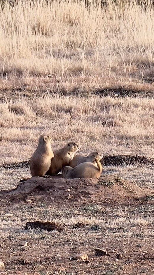 Prairie Dog Town Encounters