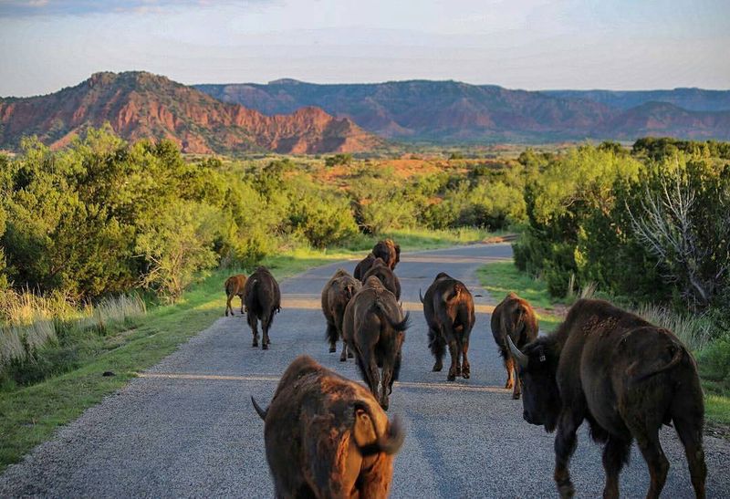 Meeting the Texas State Bison Herd