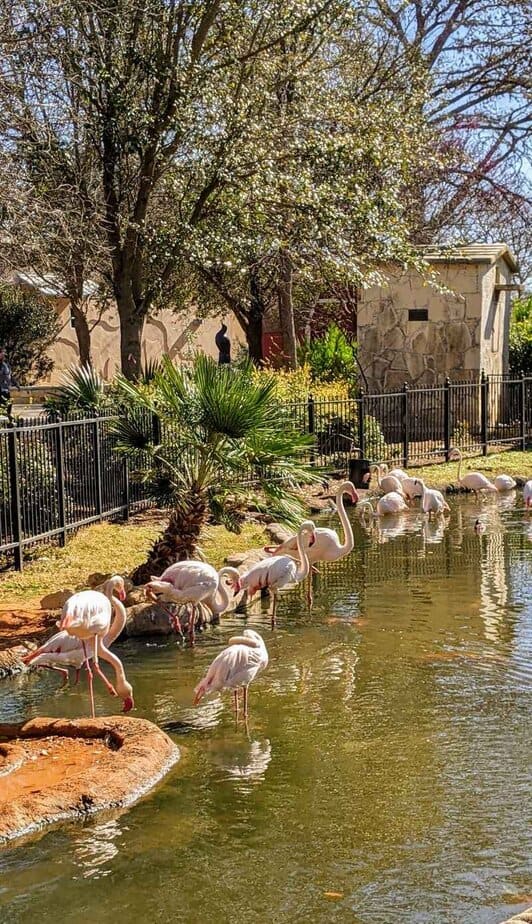 San Antonio Zoo Next Door Adventure