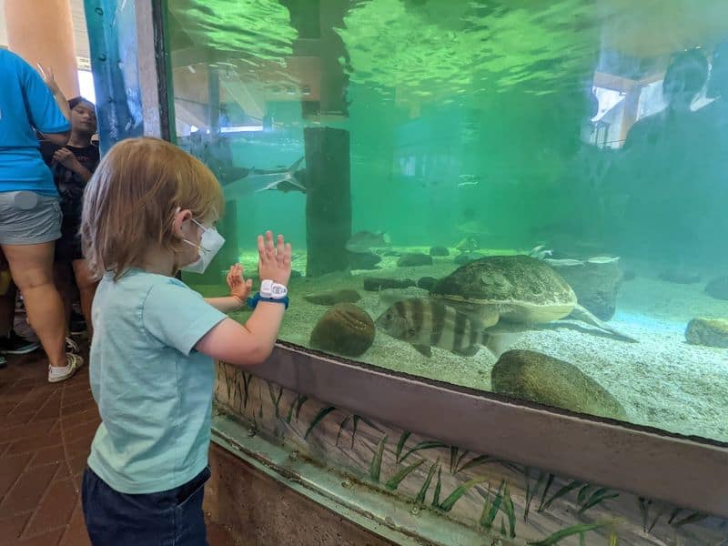 Meet The Resident Turtles And Their Stories